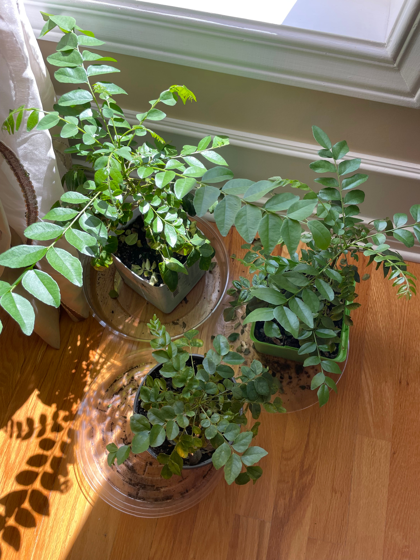 Multiple healthy curry leaf plants growing indoors under south window